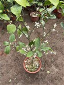 桔树开花的花季好像挺长