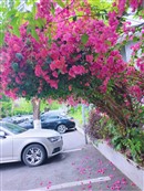 三角梅盛放的季节岂止一个美