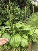 小区里的车前草居然长这么大
