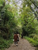 周末我们来山间竹林中散步