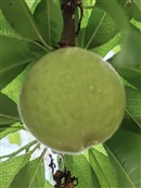我家水蜜桃果树每年都会结大大的果子