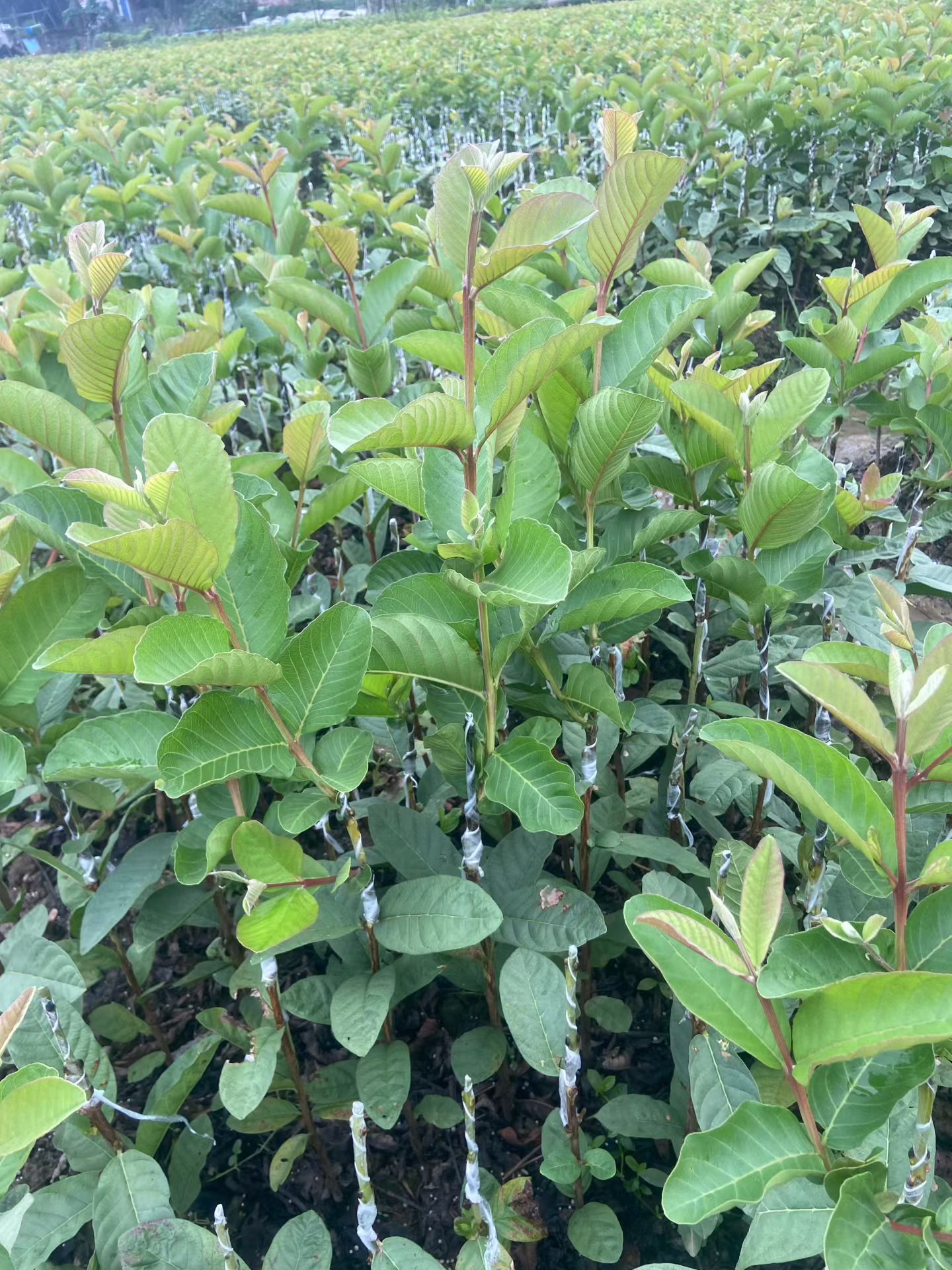 EF932375-7769-4*0-8136-C4F9A2B35CE4