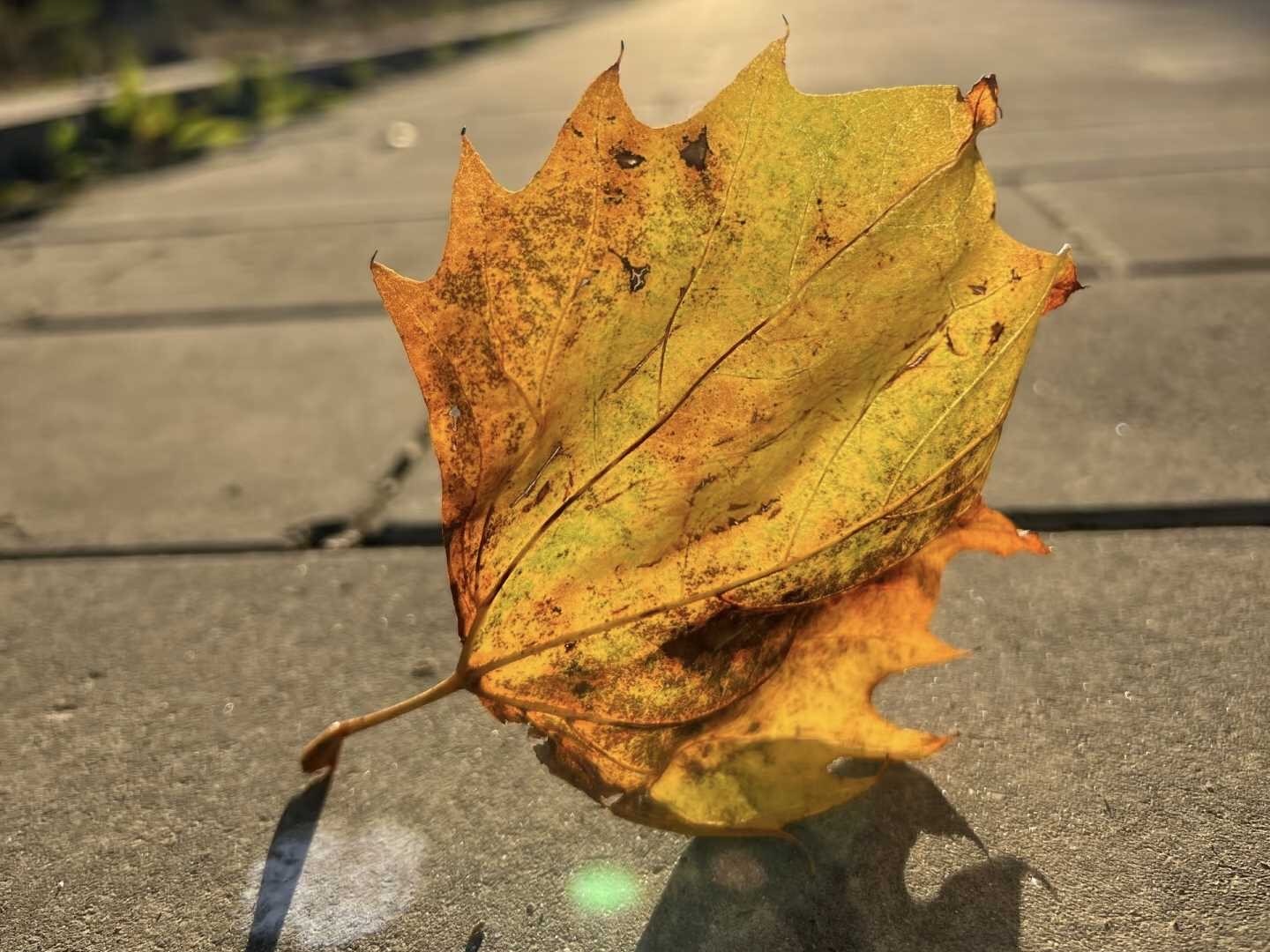 02C29D16-A0A4-4022-A186-DE9*25DA05D