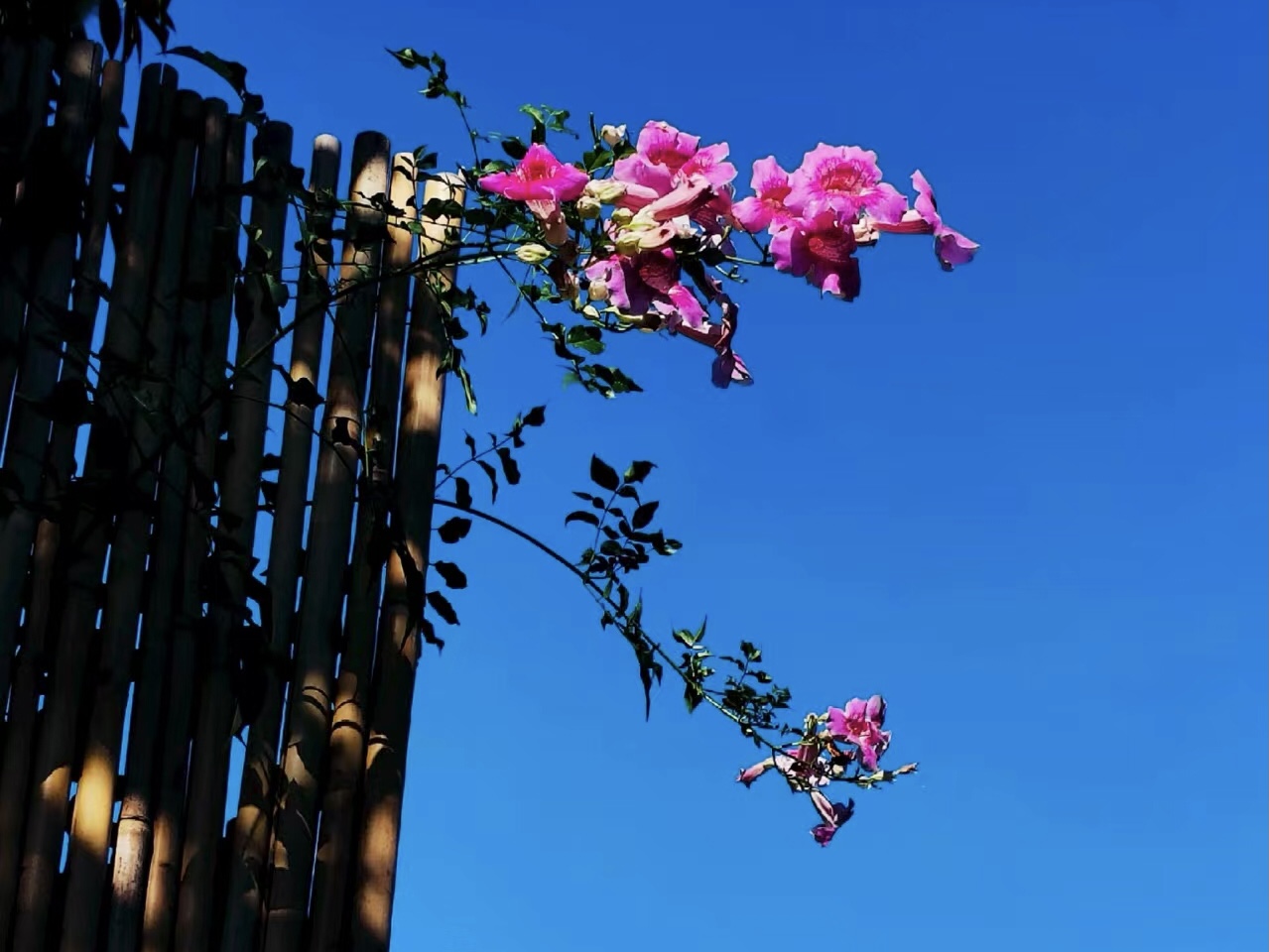 48006129-64CF-4BFC-83B0-34F53508612E