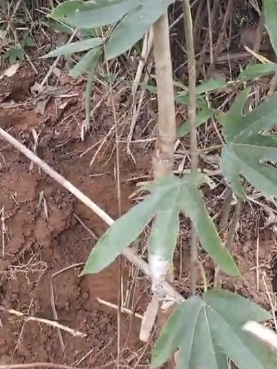 FD7FC1A4-C276-457F-8ADA-BC97EDC6C200