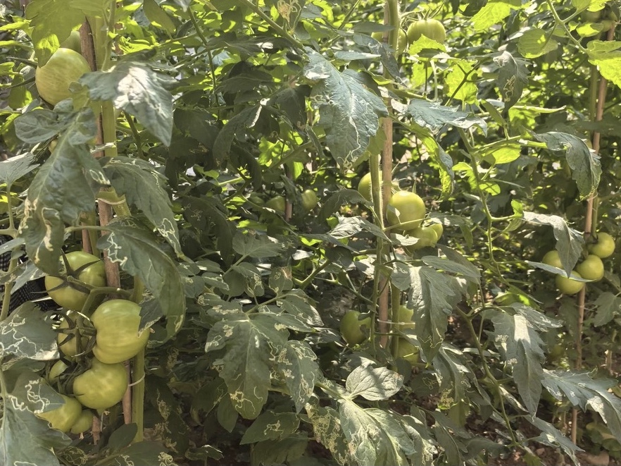 11FB1C38-F2*-4D45-B208-B0923BB23890