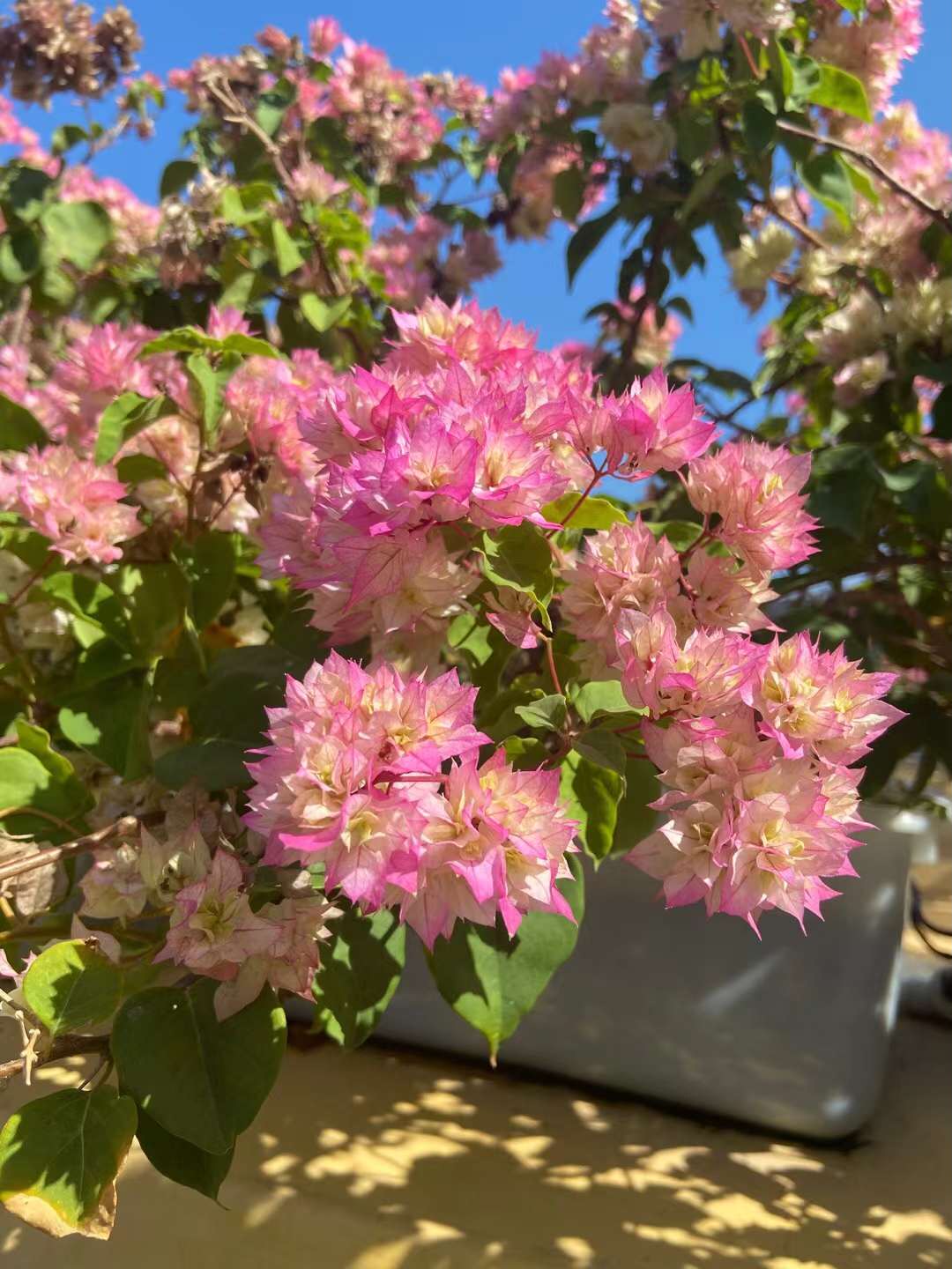 7DBFBB6C-397D-48E7-8BBD-7E944ED695C5